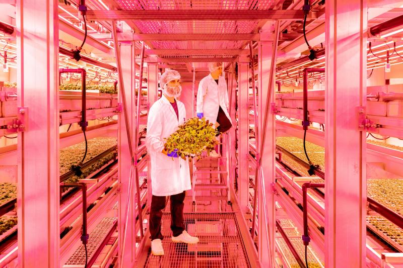 Workers monitor seedling growth at a vertical farm, near Milan, Italy, on 10 November 2022. Crops grown in vertical stacks increase efficiency of land use, and reduce water consumption.