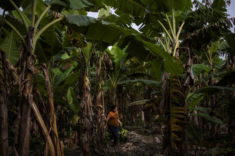 Maria Hernandez arrives to work on a banana plantation, in San Pedro Sula, Honduras, on 25 June 2021.